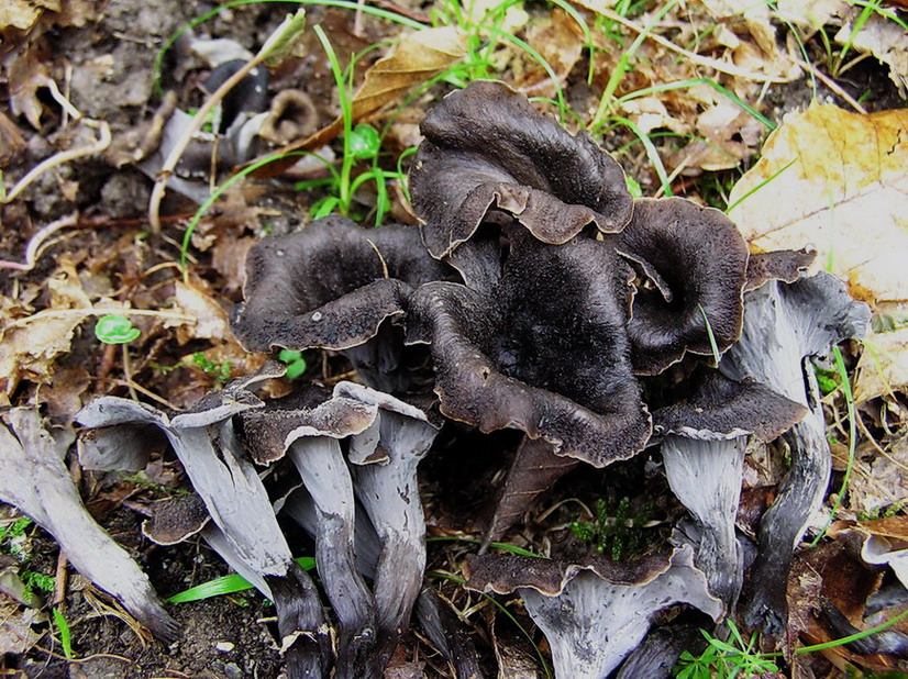 fungo nero dalla Grecia(forse  Craterellus cornucopioides)